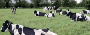 Impact de la filtration de l'eau sur la production de lait